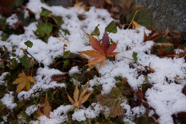 残雪に落ちもみじ!2015