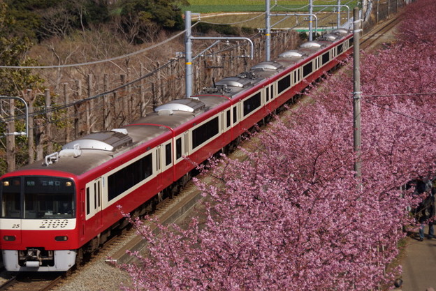河津桜と赤い電車2015a