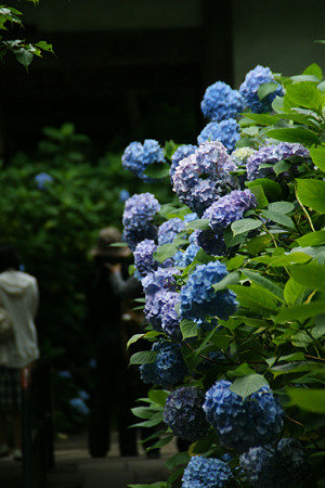 ブルーの紫陽花!(100626)