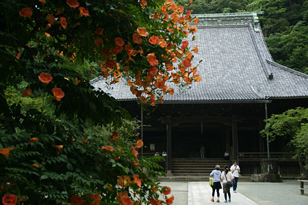 ノウゼンカズラの咲くお寺!(110709)