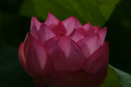 赤い蓮の花、1日目!