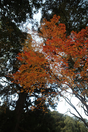 九手神社 - 06