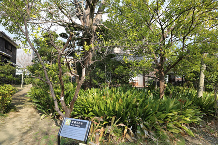 南方熊楠邸〔旧南方家住宅〕・南方熊楠顕彰館 - 11