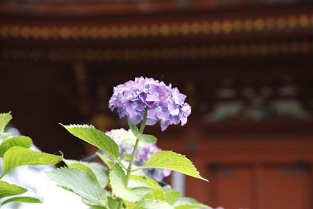 久米寺 - 11