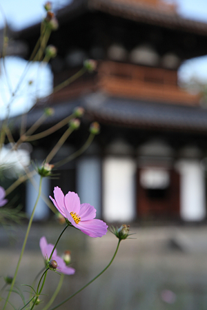 法起寺 - 08