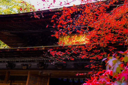 定光寺紅葉1
