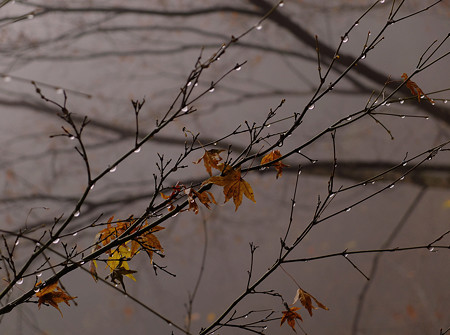 DSCF1527