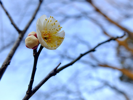 DSCF5336