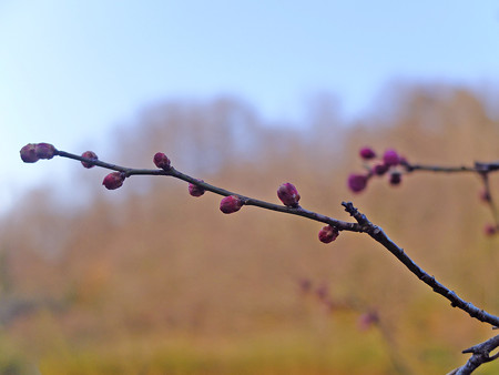DSCF5243
