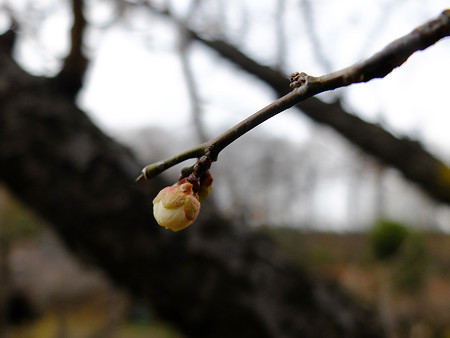 DSCF6036