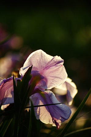IMGP1292