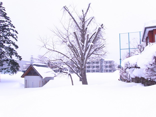 Photos: 【東北】雪に埋もれる校庭｜山形[2015]