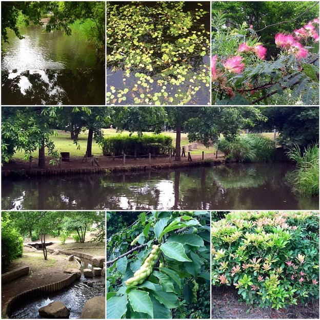 丸池公園