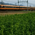 Photos: 菜の花畑と近鉄特急