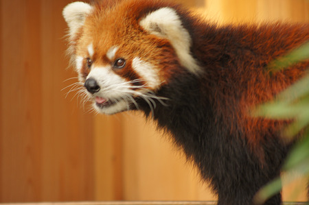 レッサーパンダ