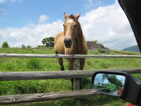 (6)やまなみ牧場馬