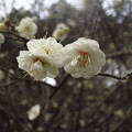 Photos: 「梅」の花です・・・・