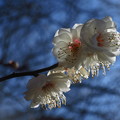 Photos: 「梅」の花です・・・・