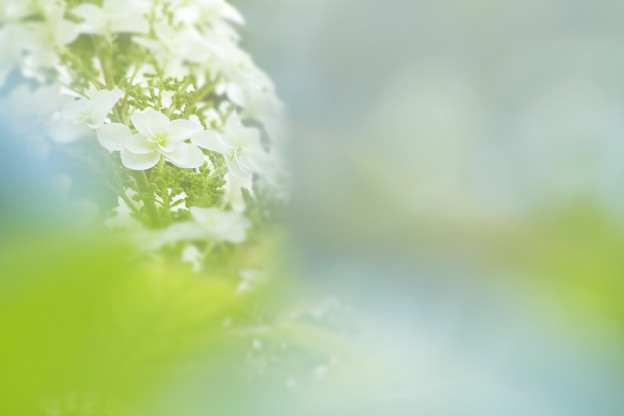覗く紫陽花