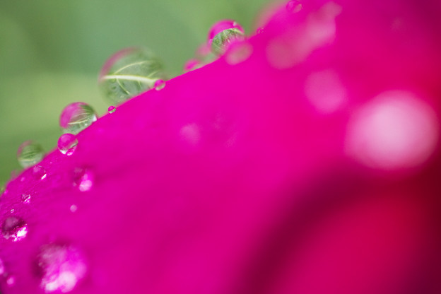 花の上の葉っぱ