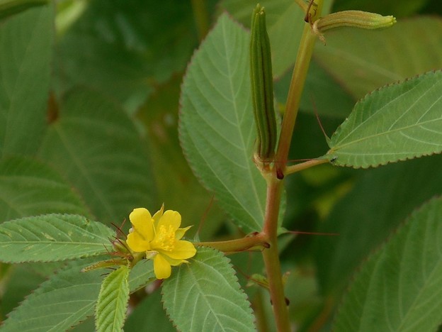 エジプトの健康野菜 モロヘイヤの花と実 写真共有サイト フォト蔵