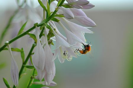 擬宝珠に蜜蜂