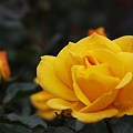 バラ （薔薇）