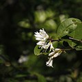 イボタの木、（水蝋の木：疣取木）花