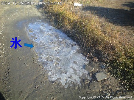 2014-12-19お魚はいっぱいいるんだけど・・・