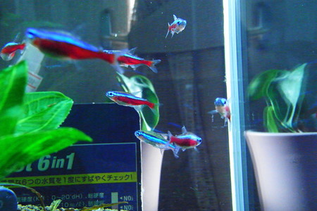 お魚