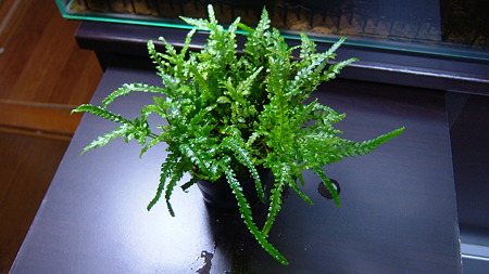 DSCF2893