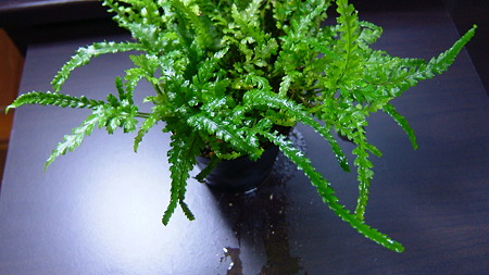 DSCF2887
