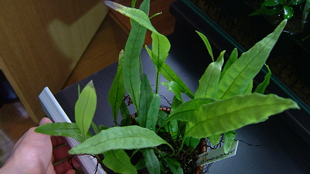 DSCF2670