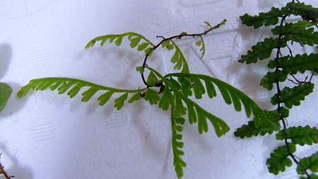 DSCF8153
