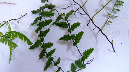 DSCF8156