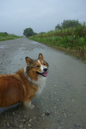 台風でも散歩 フラッフィー犬コーギ まろん日記