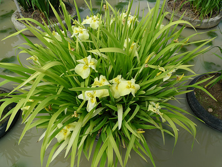 みやこ町豊津運動公園内の花菖蒲公園(15)