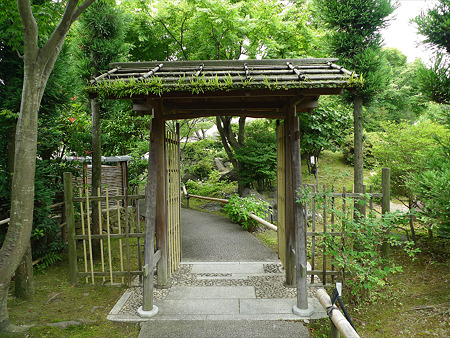 筥崎宮ゆり園(8)