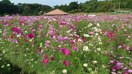 西郷川花園のコスモス(8)