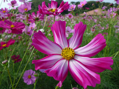 西郷川花園のコスモス(9)