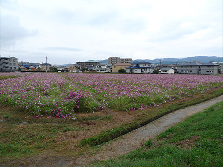 水城跡(7)コスモス畑