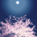 Photos: 東山魁夷　桜