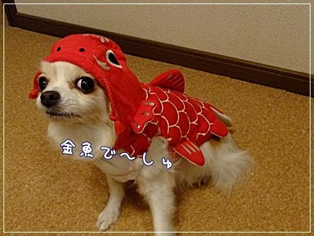 金魚