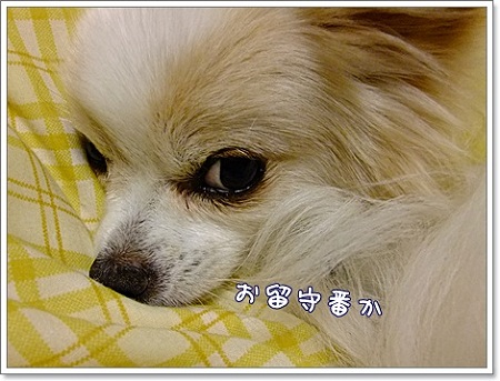 お留守番