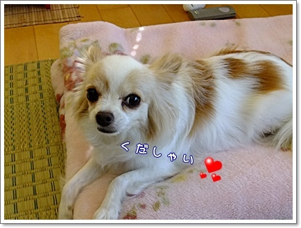 くだしゃい♪
