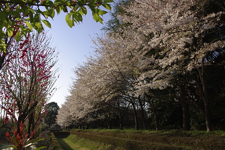 赤山城址の桜 (5)