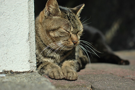 童謡の園・猫7