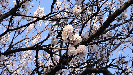 桜。寒桜のようだ。