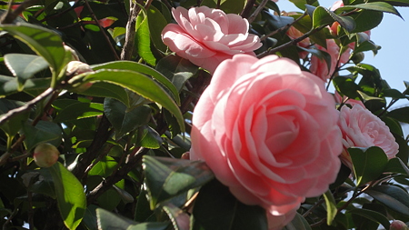 教室横 薔薇の花