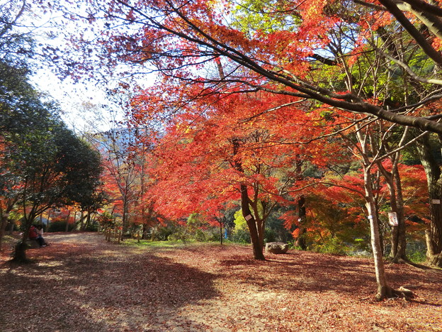 親水公園のモミジ